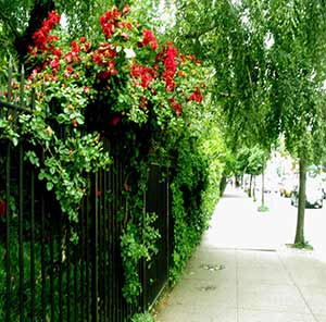 Liz Christy Garden was established in 1973